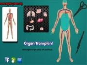 Organ Transplant Trapianto Di Organi